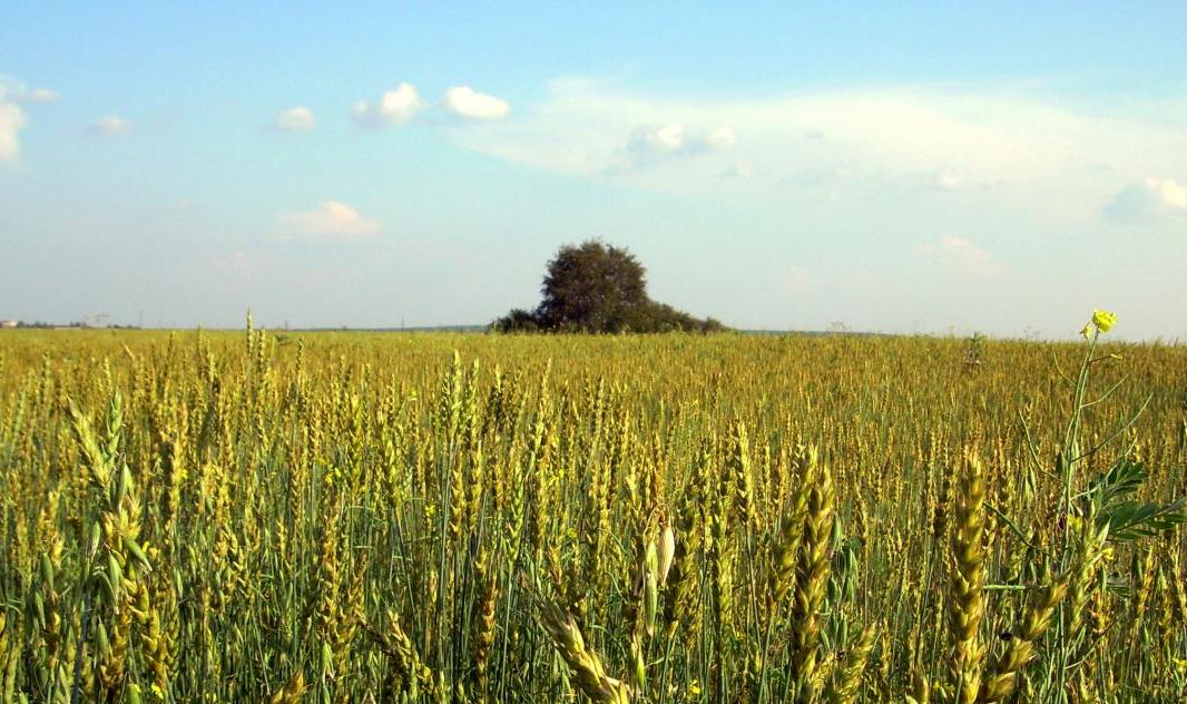 На Кубани аграрии обсудили экофермерство на деловом завтраке